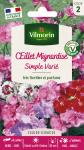Fleurs - Œillet Mignardise Simple Varié - PACKAGING_RECTO